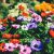 flowers-annie-spratt-VviNSpJuGj0-unsplash