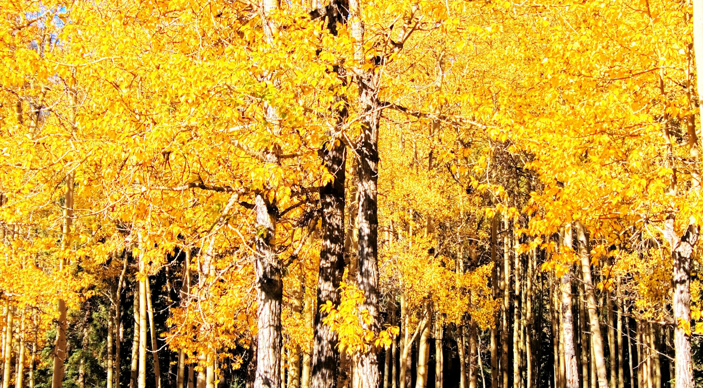 fallcolorsCO